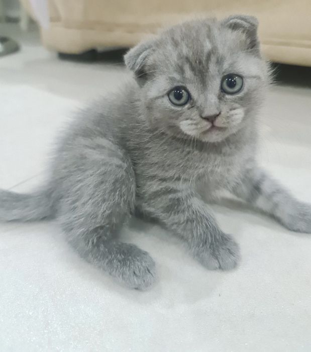 Британцы и шотландцы