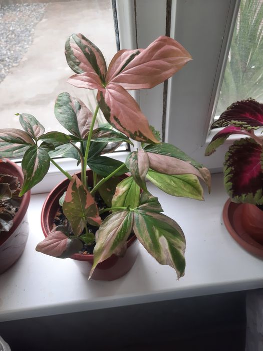 Комнатные цветы разные