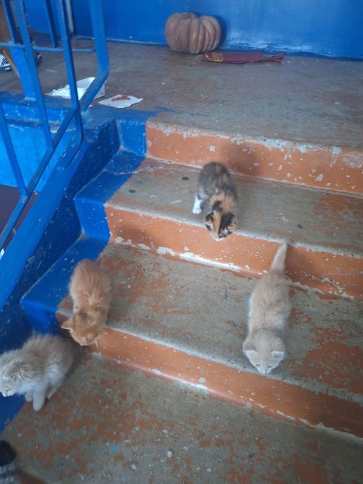 Котята ищут своего хозяина