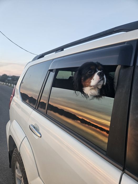 Вязка-кавалер_кинг_чарльз_спаниэль