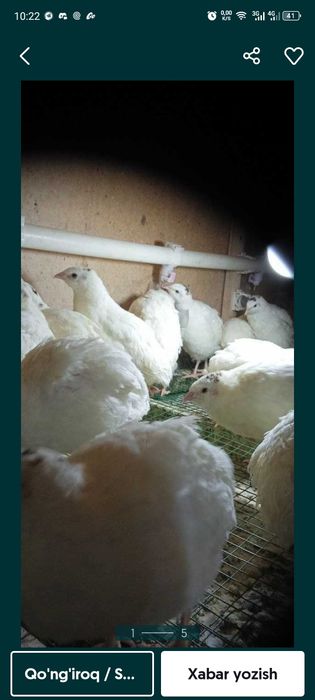 Beliy gigant 400-500gr