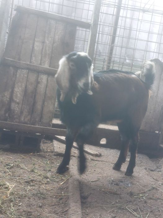 Capre anglo nubiene metis