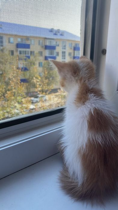 Котята домашние. Үыдың бала мысықтары.