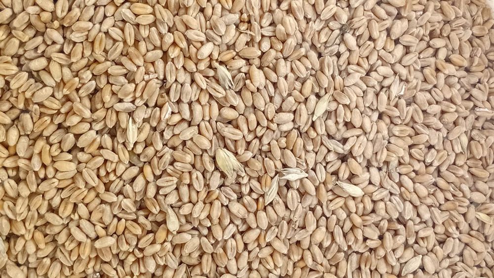 Boabe de porumb și grau