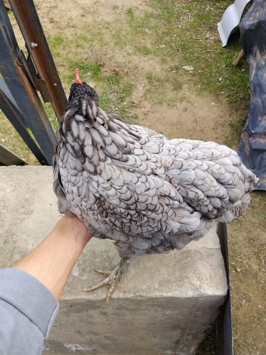 Jersi tovuq sotiladi