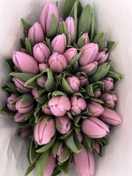 Продам тюльпаны 800т