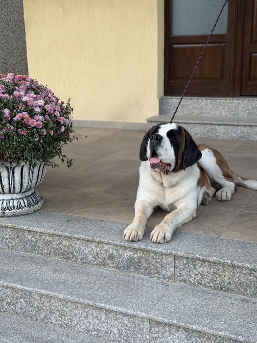 Femela de Saint Bernard cu Pedigree