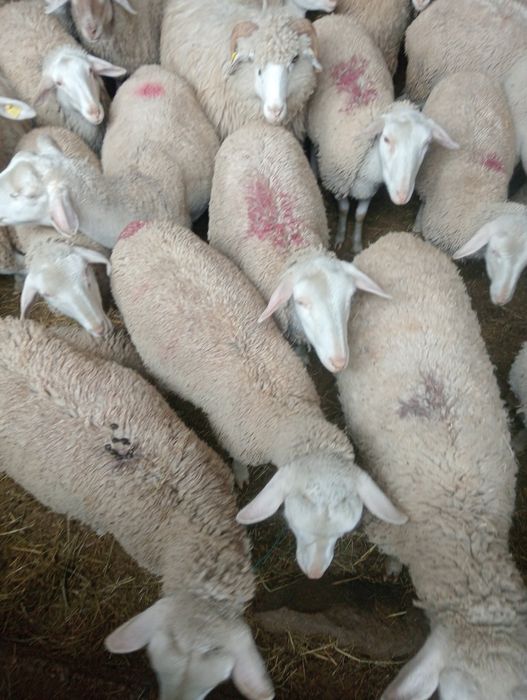 Vindut mielute lacaune