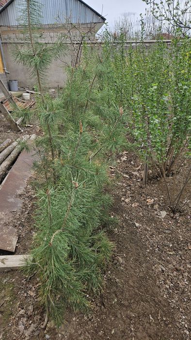 Сосна          .