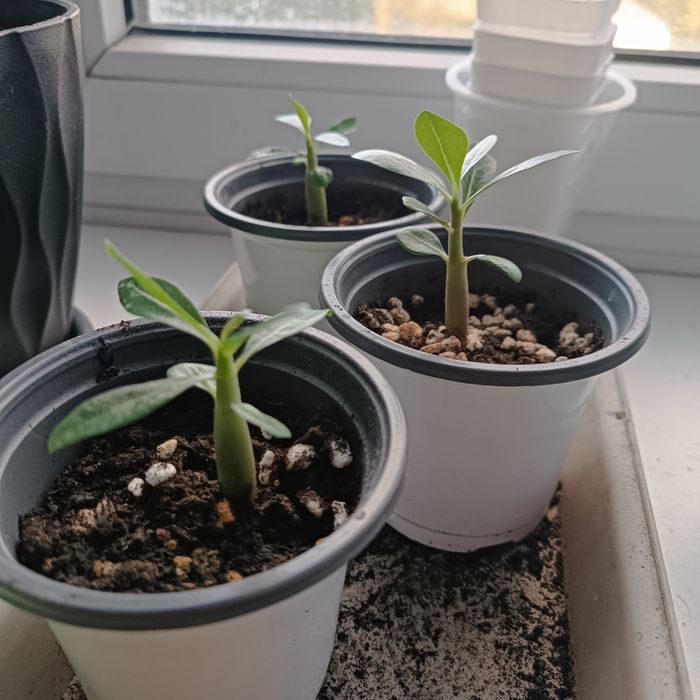 Комнатный цветок