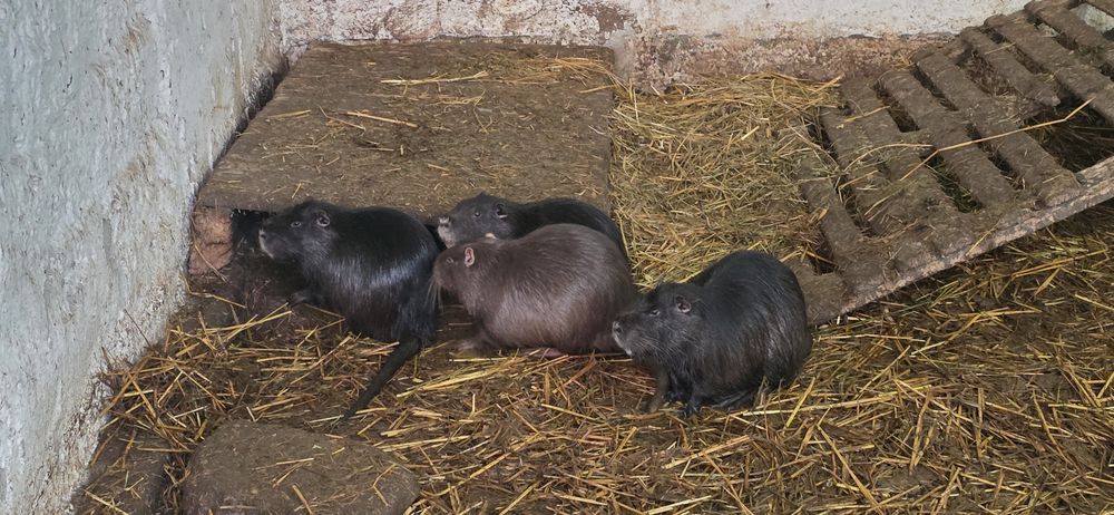 Nutrii de vanzare