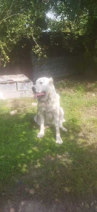 Среднеозиятская овчарка