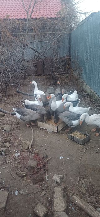 Продам Гусей, , Домашние