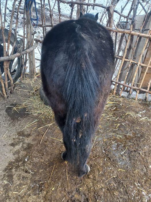 Кунан сатылады 600