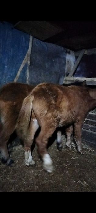 Продам жабагы еркек, мальчики..