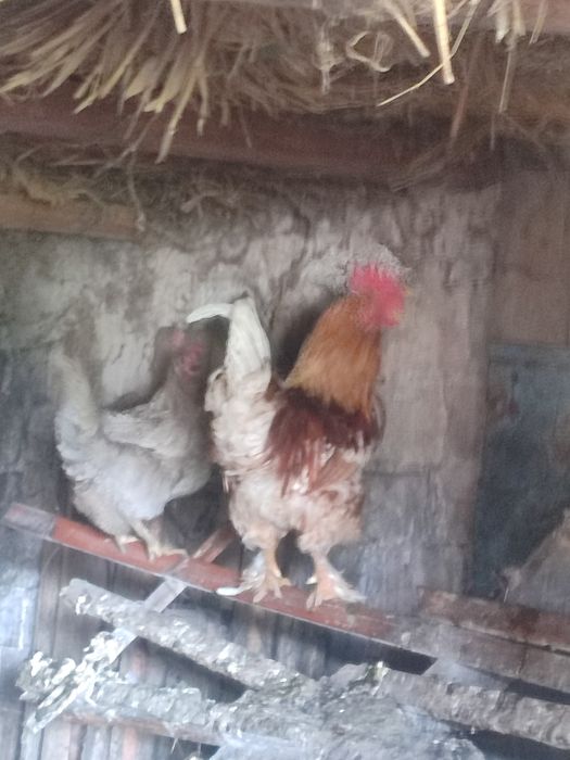 Петухи куры домашние