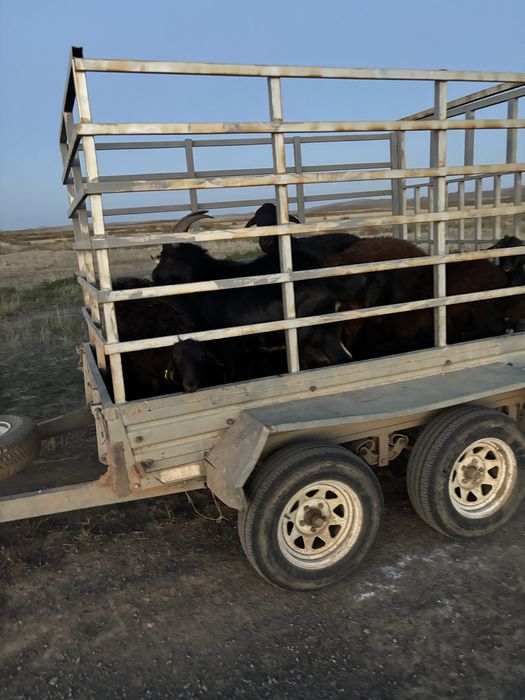 Коневоз прицеп 2осный продается