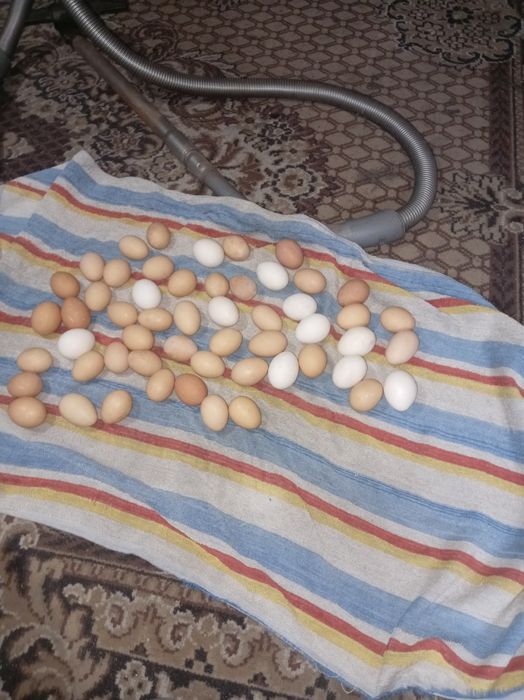 Яйца  инкубационные.