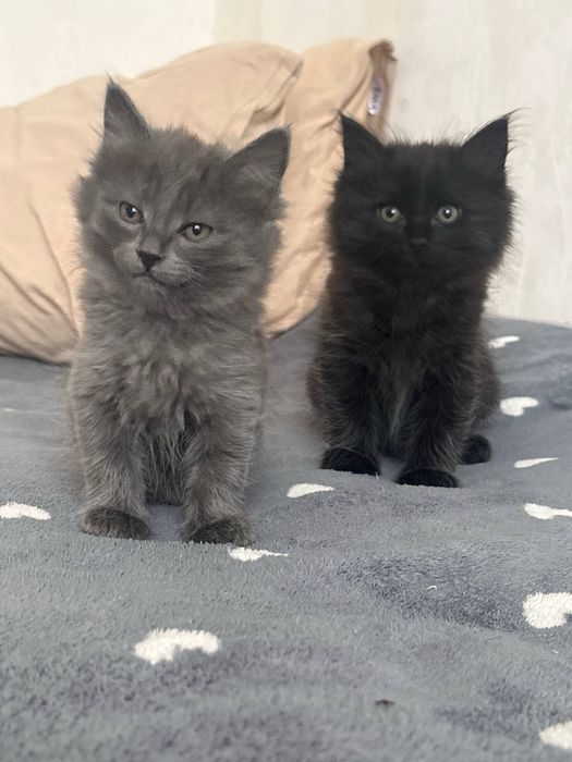 Котята 3 месяца, лоток+, кушают все