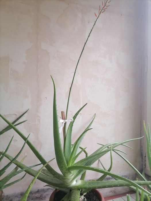 Aloe Vera, plantă miraculoasă, fiind numită și PLANTA NEMURIRII.