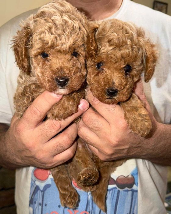 Сладки пудел/пудели той