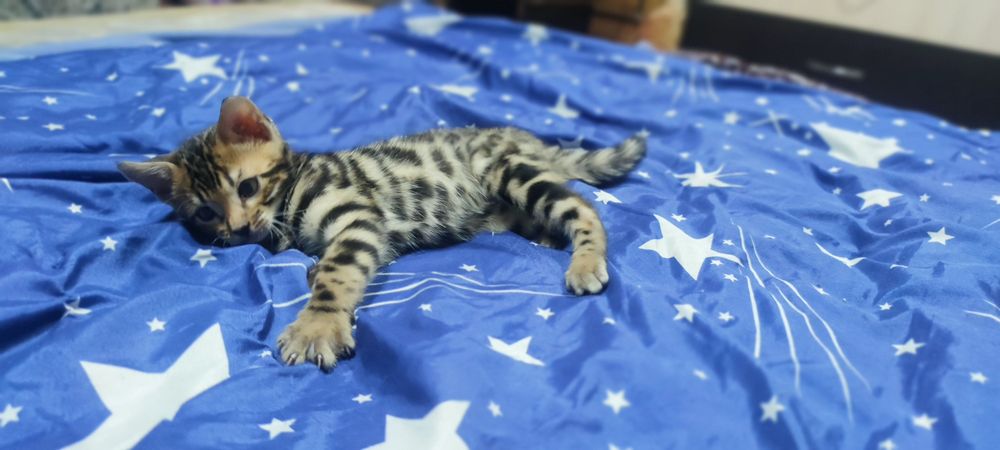 Продаются бенгальские котята