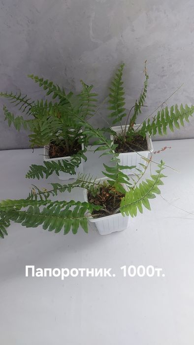 Комнатные растения.