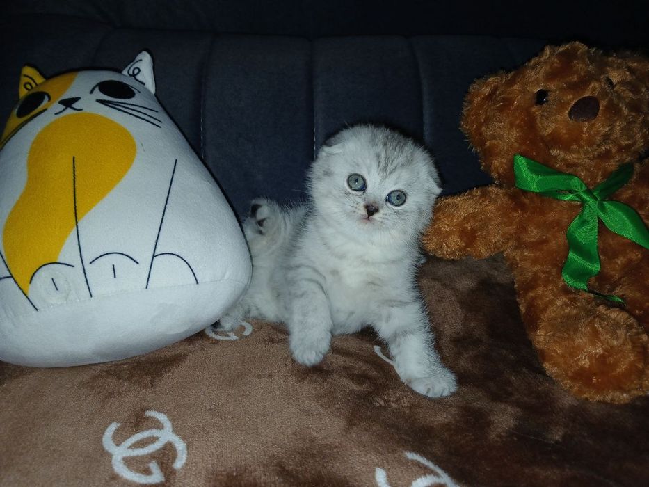 Котята вислоухий продаются