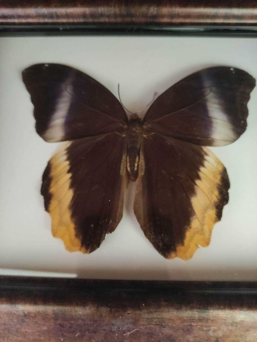 Истински пеперуди - в рамка