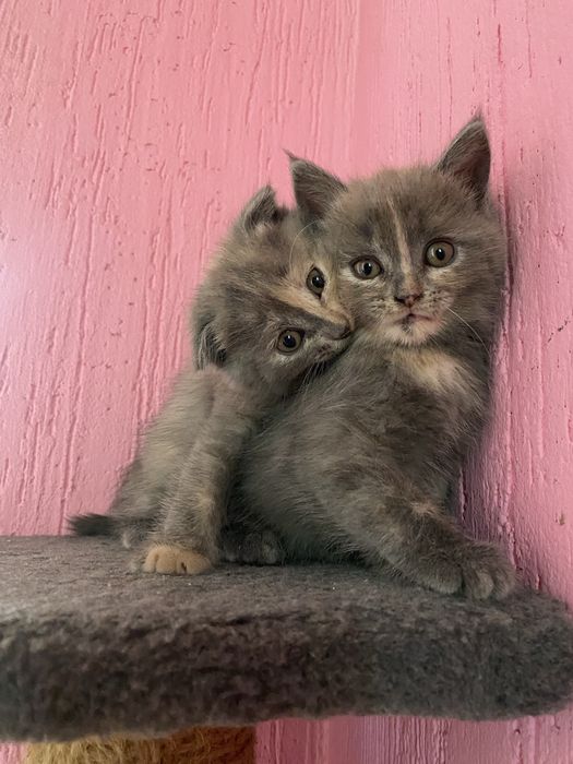 Отдам кошечек в заботливые руки