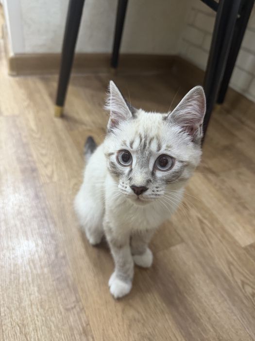 Отдам даром котенка