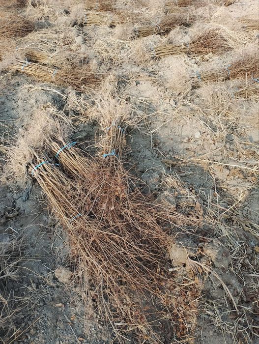 Anor koʻchat, Анор кочат