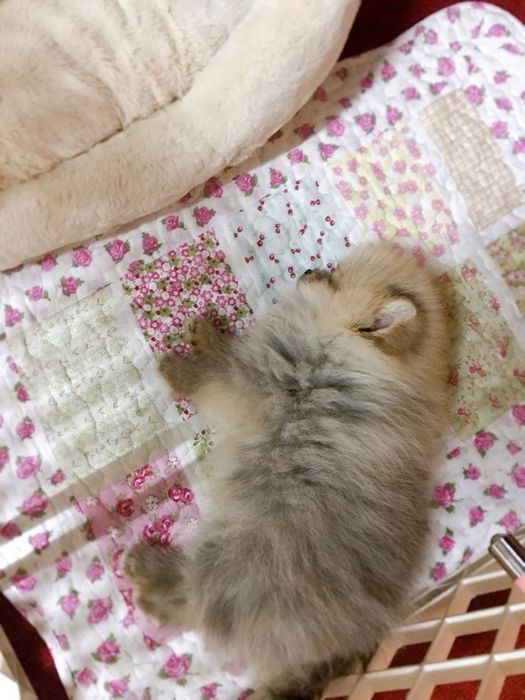 Бронь на щенков шпиц