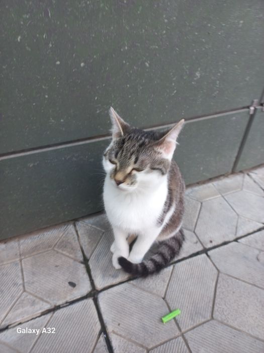 Отдам кота в добрые руки