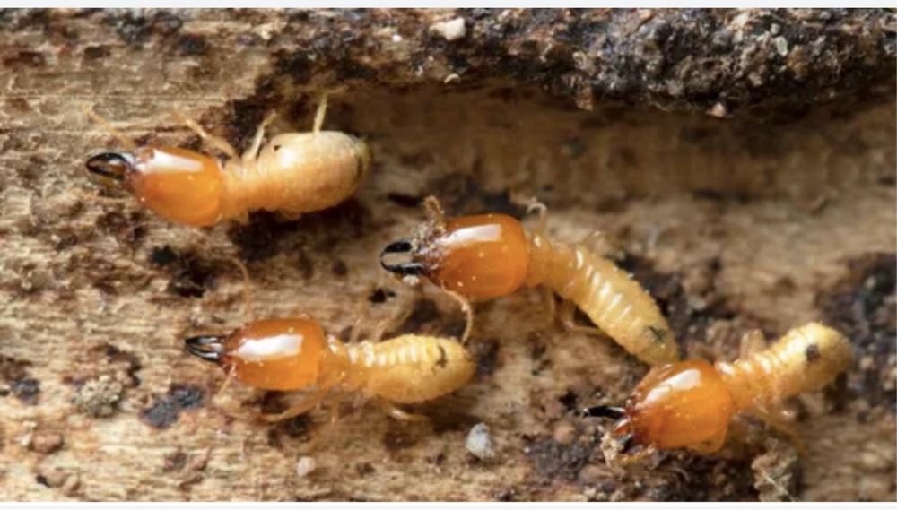 Обработка от термитов