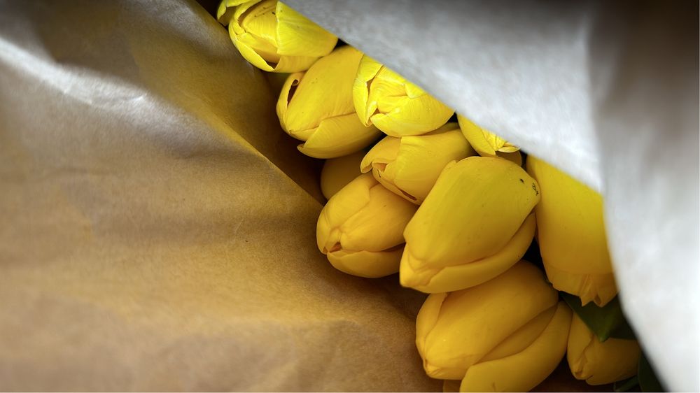 Тюльпаны оптом по брони