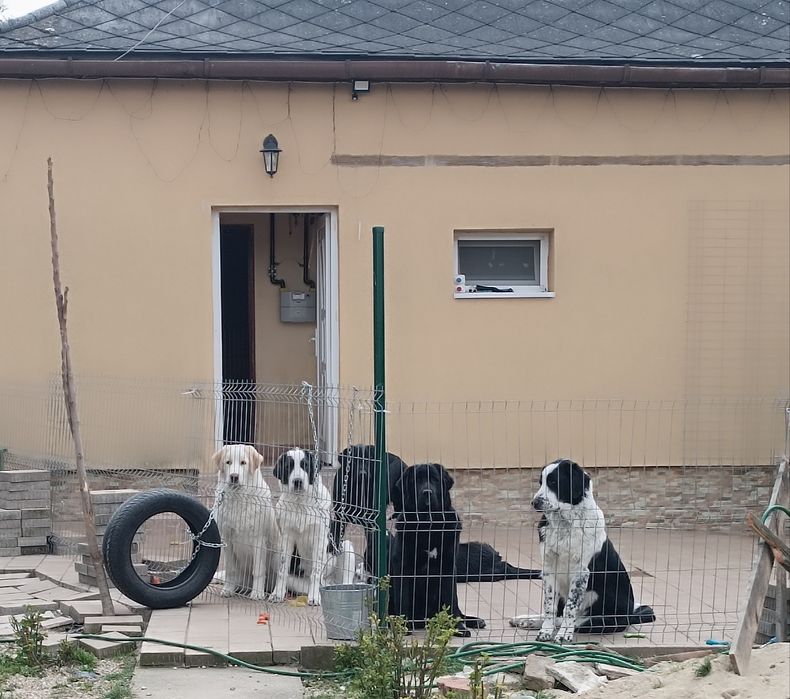 Căței metiși ciobănesc, 8 luni,pentru adopție