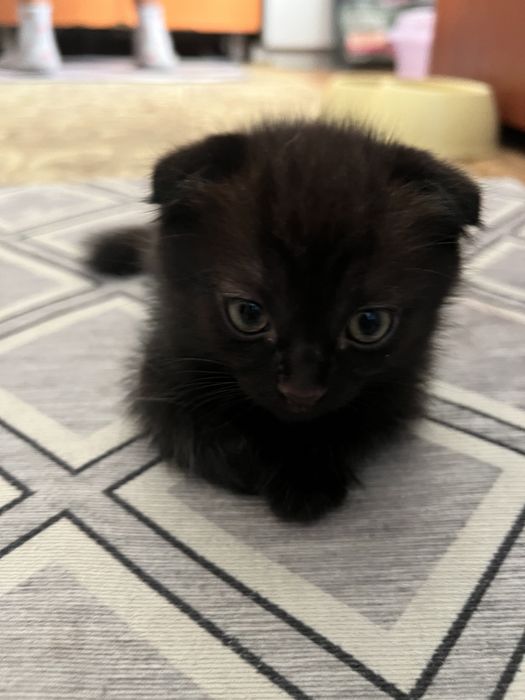 Веслоухие котята