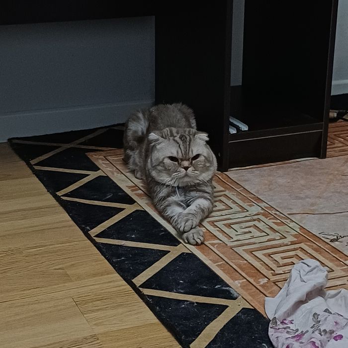 вязка кота вислоухого