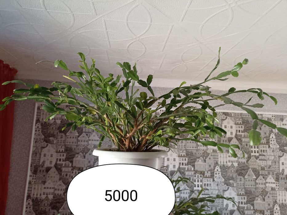 Не дорого продам цветы