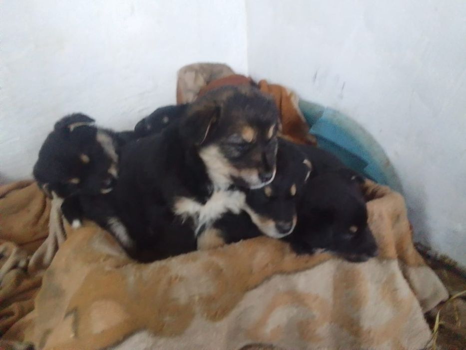 щенки,щенята, дети собак