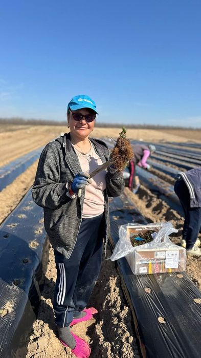 внимани продавам расат ягуди