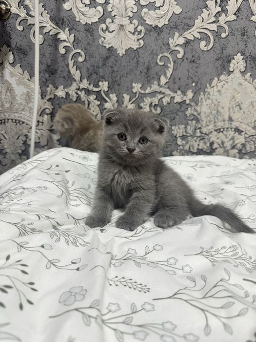 Котятя Скоттиш и Скоттиш Страйт