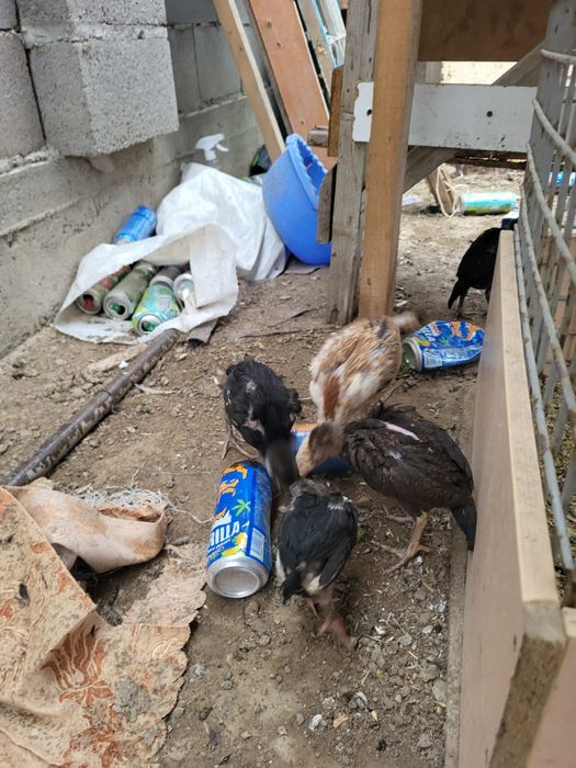 Сатамын шожелер 4 шт 16000