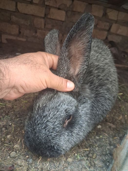 Куен болалари катта буладиган