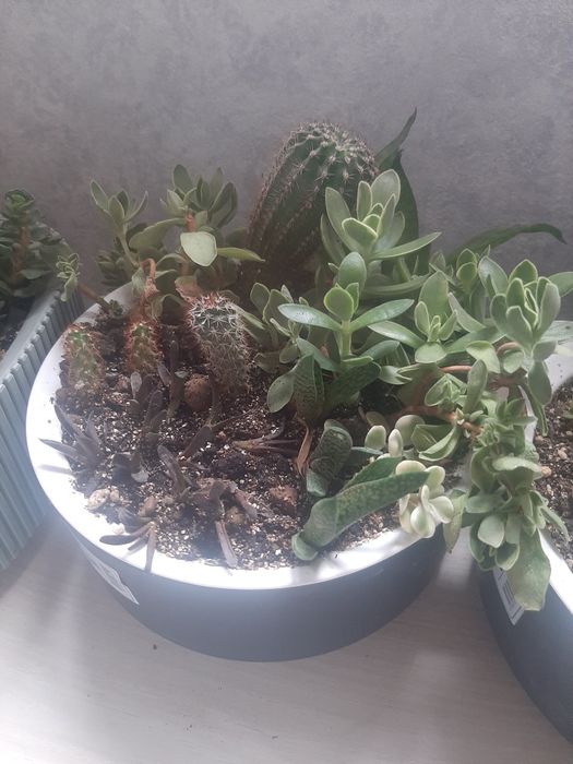 Продам сукуленты садики