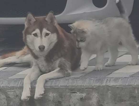 Срочно чистокровный сибирский хаски мальчик 1,5 месяца
