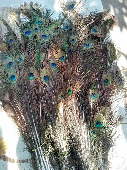 Vând pene de păun frumoase cu model