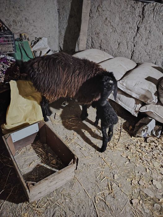 Ona bola qoʻy sotiladi