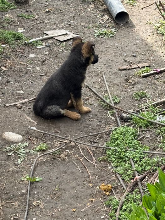 Продам щенков немецкой овчарки